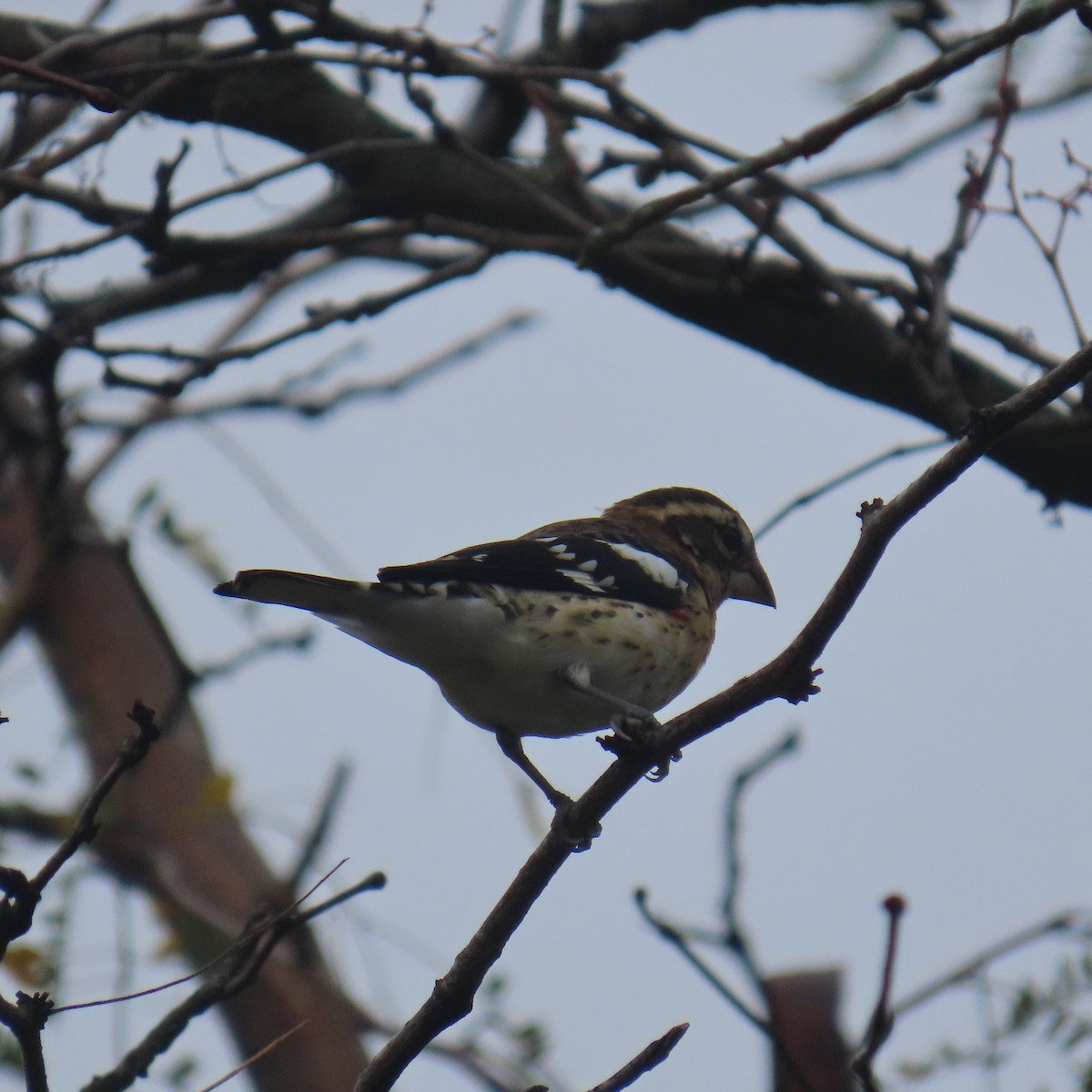 Rose-breasted Grosbeak - ML642344328
