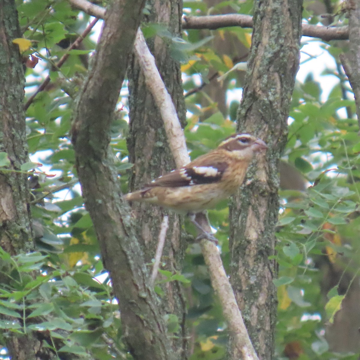 Rose-breasted Grosbeak - ML642344329