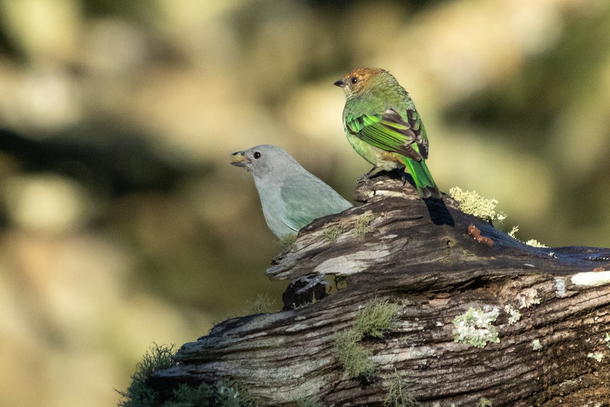 Sayaca Tanager - ML642344336