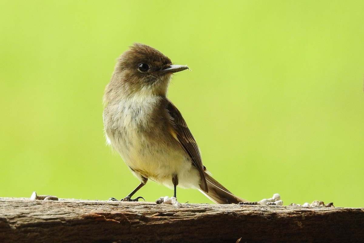 Eastern Phoebe - ML642344339
