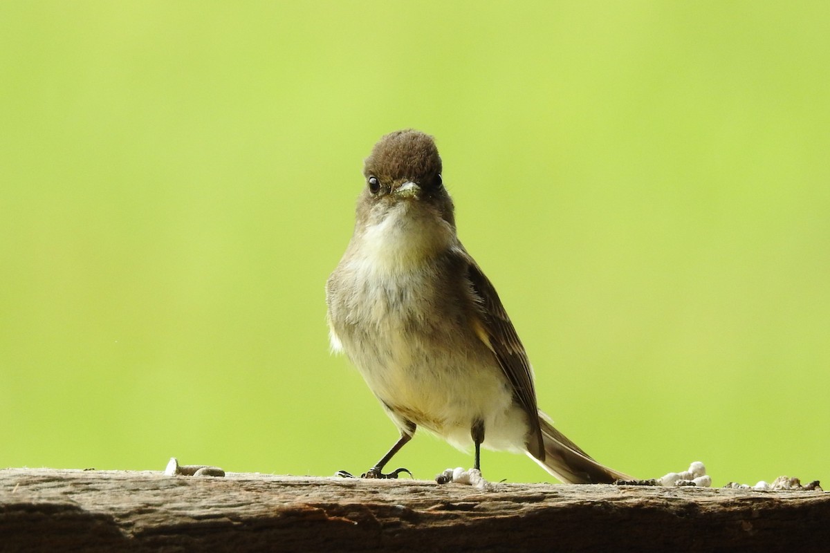 Eastern Phoebe - ML642344340