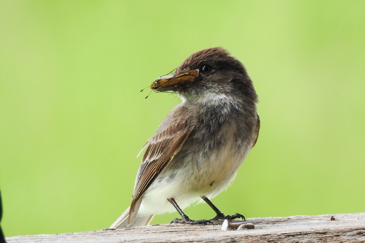 Eastern Phoebe - ML642344341