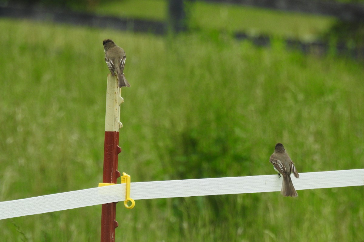 Eastern Phoebe - ML642344343