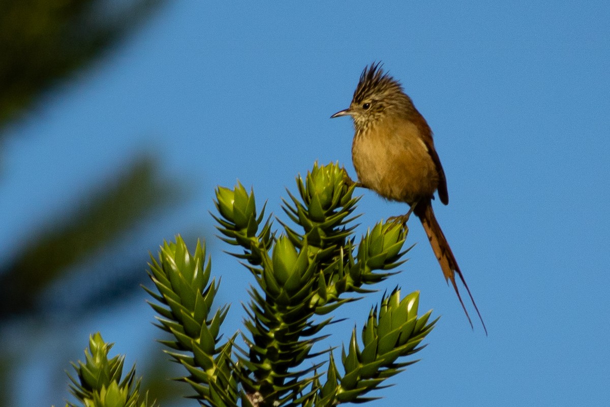 Araucaria Tit-Spinetail - ML642344350
