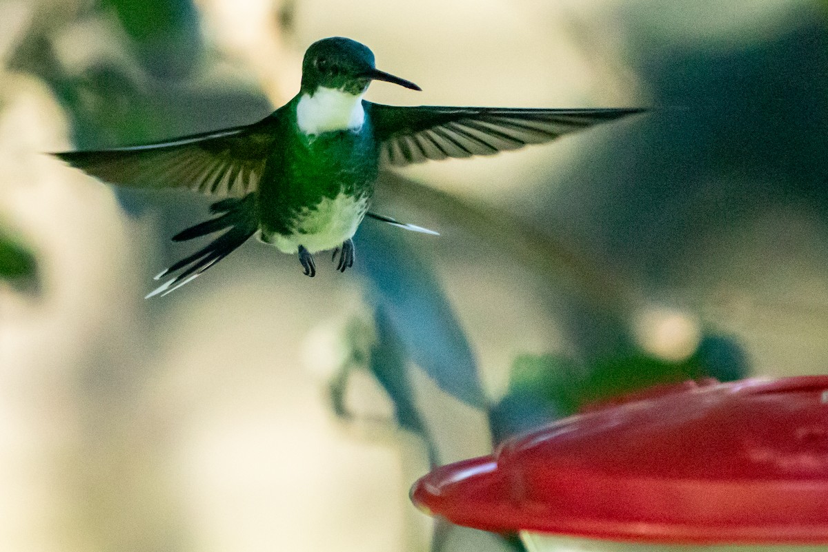 White-throated Hummingbird - ML642344368