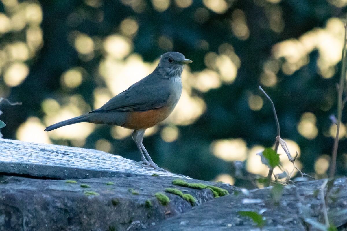 Rufous-bellied Thrush - ML642344406