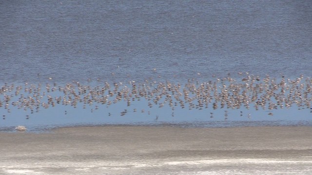 Wilson's Phalarope - ML642344407