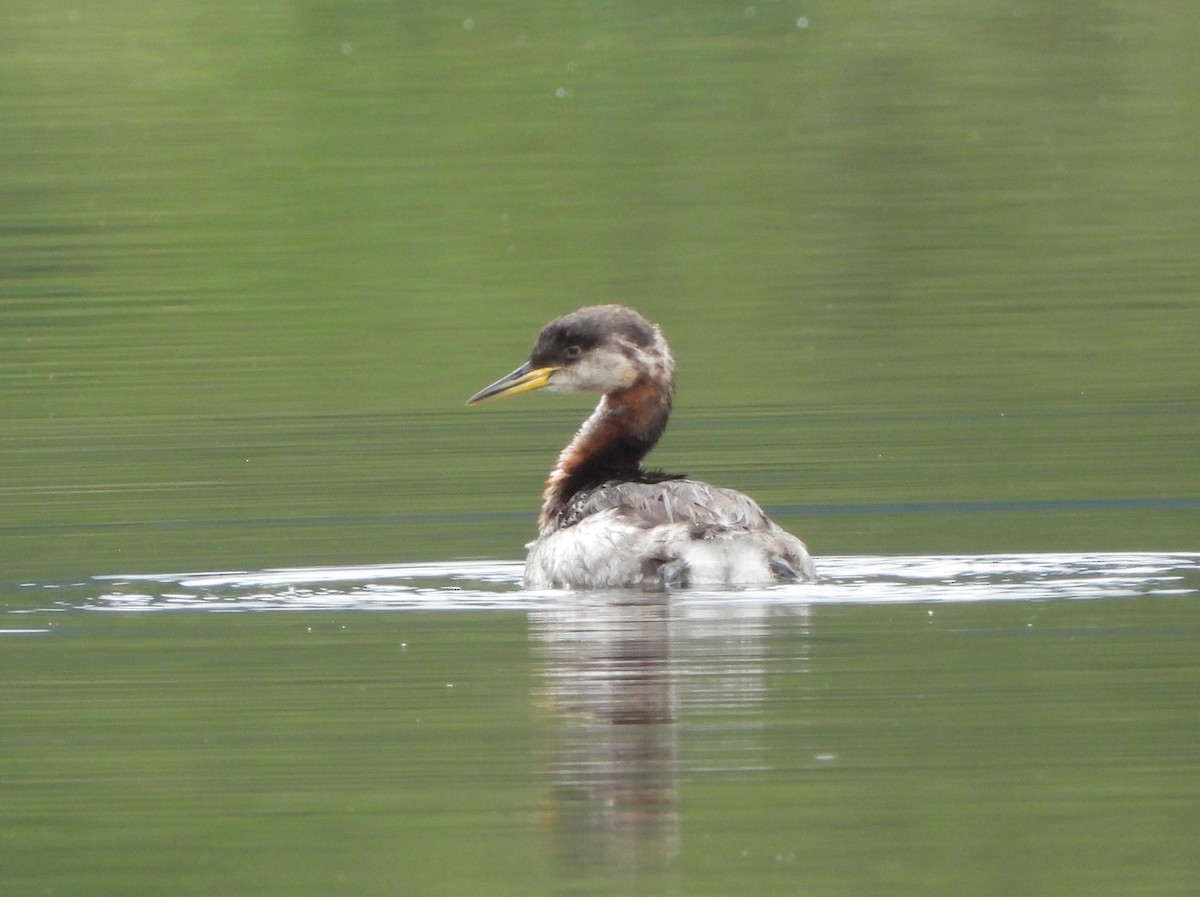 Red-necked Grebe - ML642344426