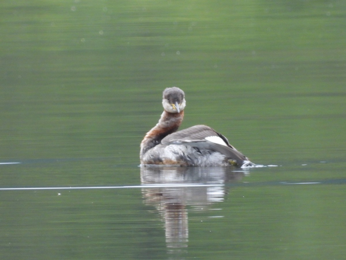 Red-necked Grebe - ML642344434