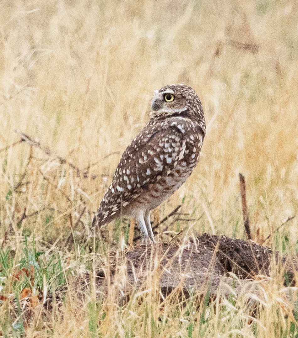 Burrowing Owl - ML642344497