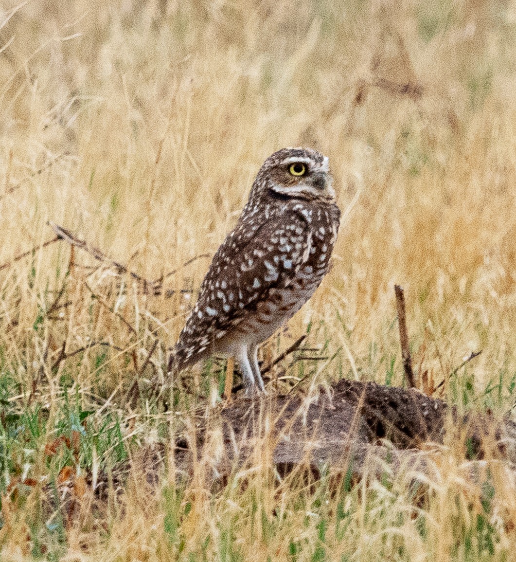 Burrowing Owl - ML642344503