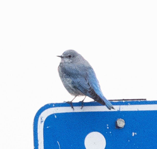 Mountain Bluebird - ML642344509