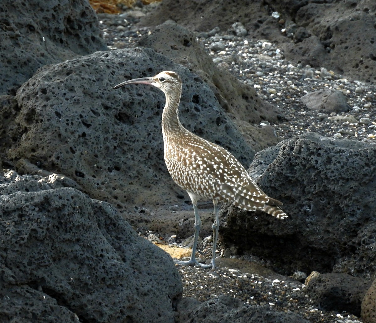 Whimbrel - ML642344514