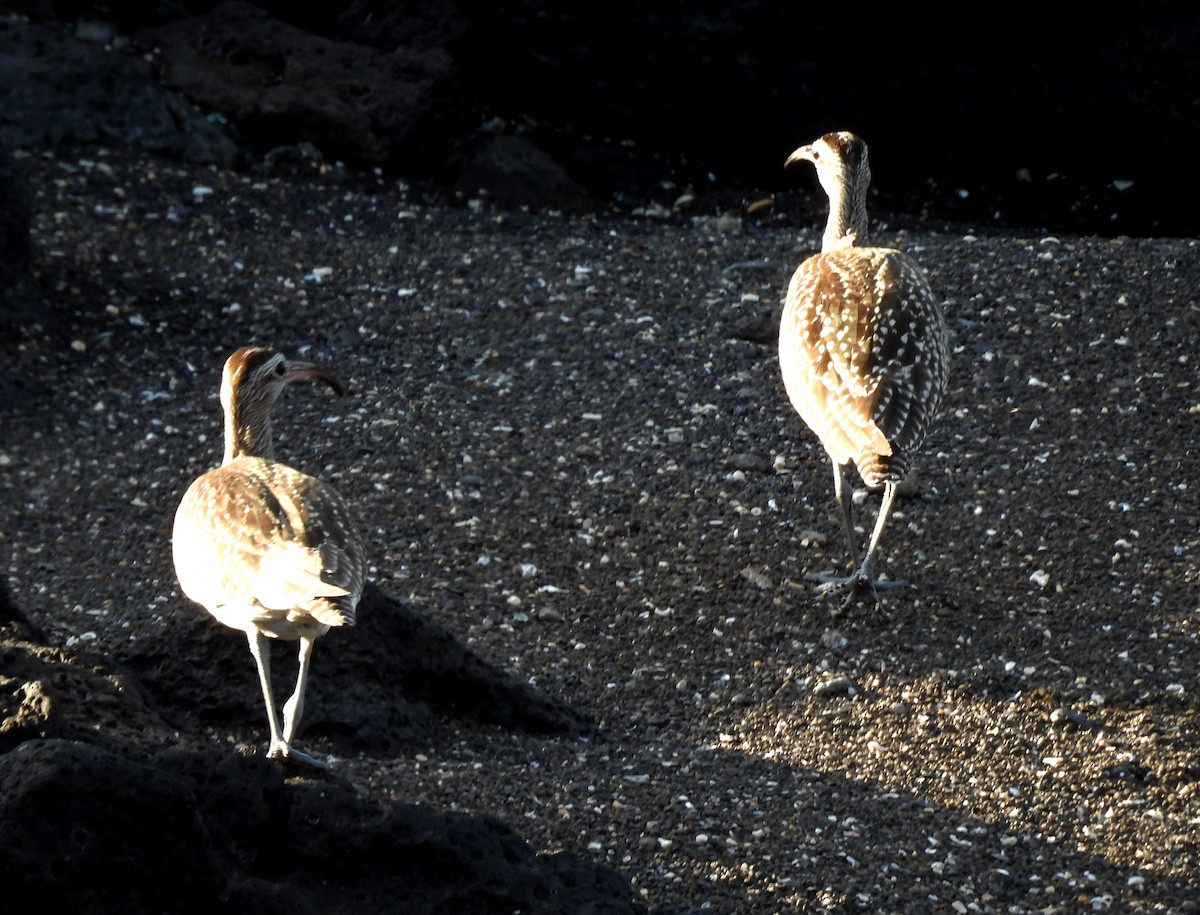 Whimbrel - ML642344515
