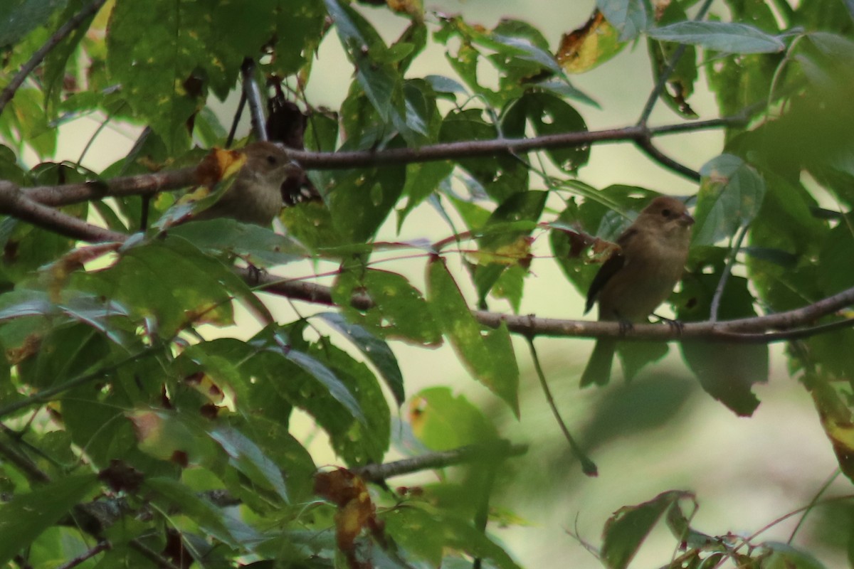 Indigo Bunting - ML642344545