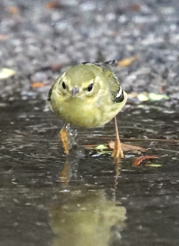 Blackpoll Warbler - ML642344559