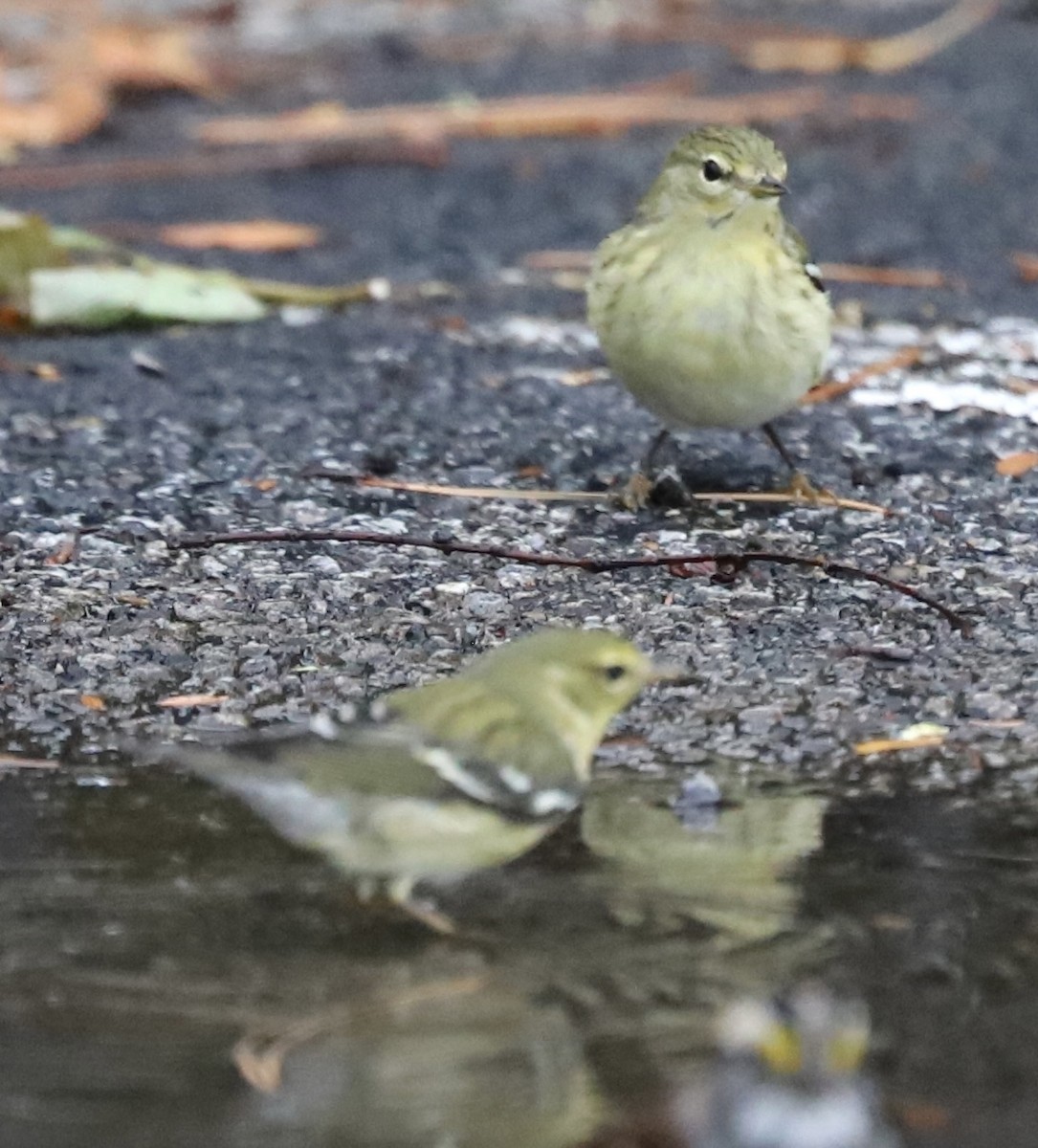Blackpoll Warbler - ML642344560