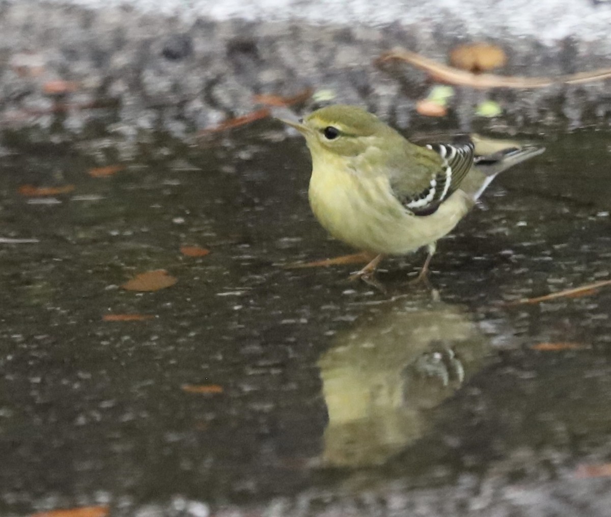 Blackpoll Warbler - ML642344561