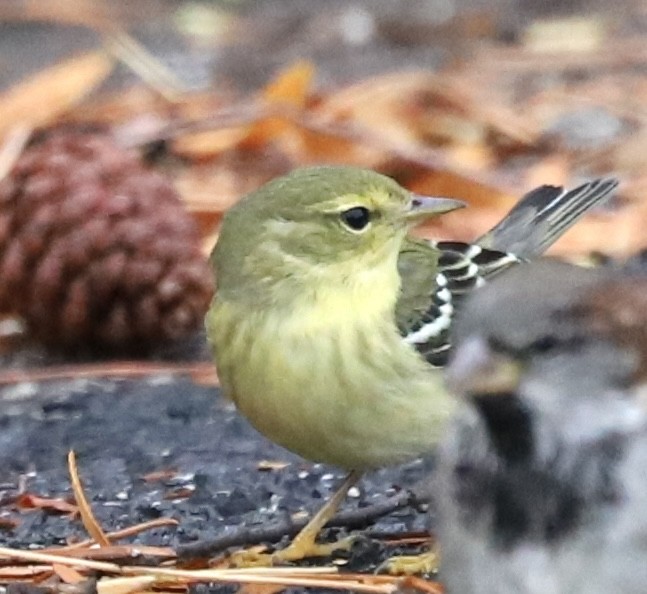 Blackpoll Warbler - ML642344562