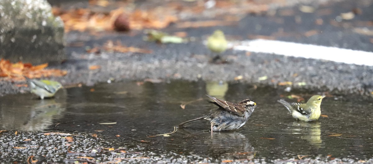 Blackpoll Warbler - ML642344565