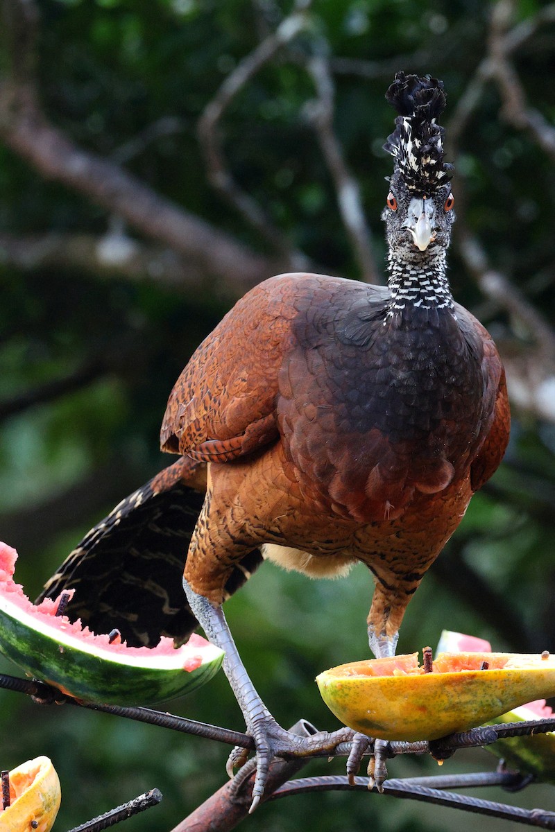 Great Curassow - ML642344568