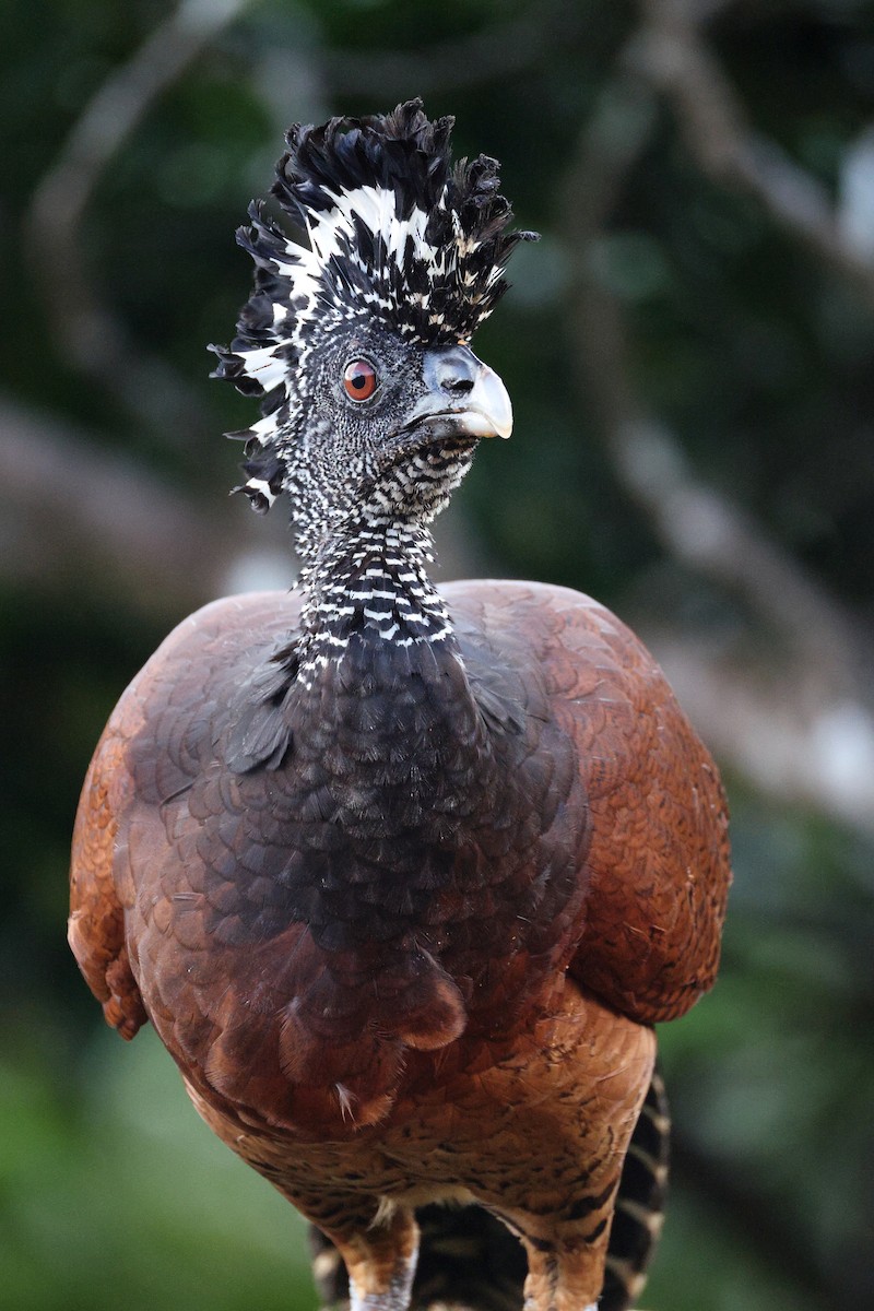 Great Curassow - ML642344571