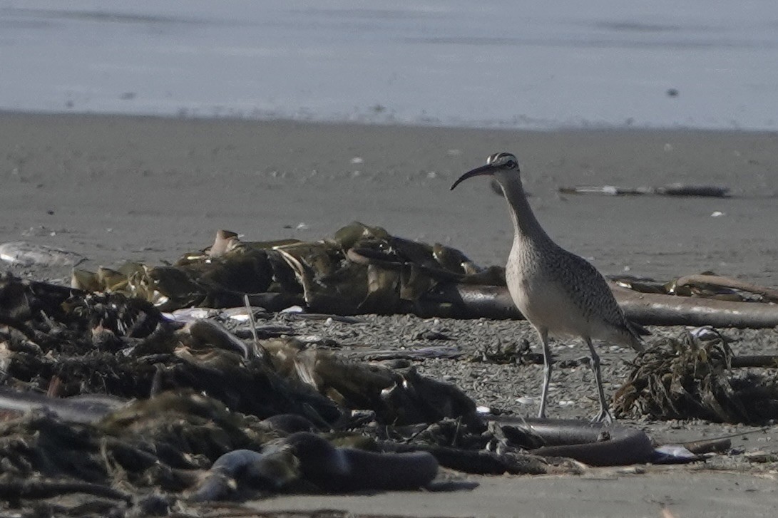 Whimbrel (Hudsonian) - ML642344601