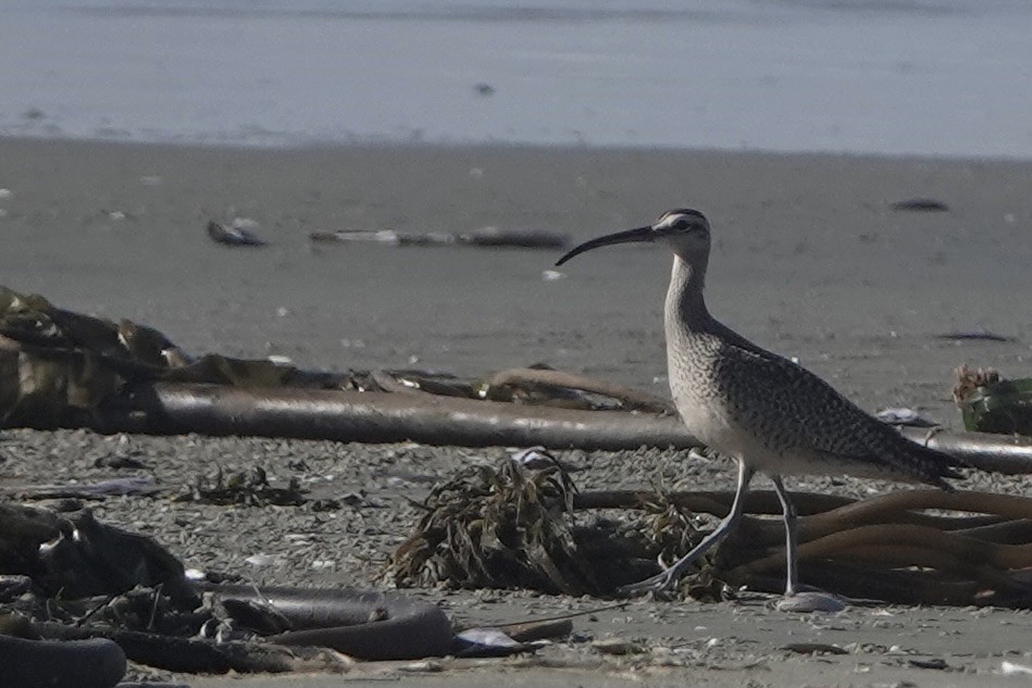 Whimbrel (Hudsonian) - ML642344602