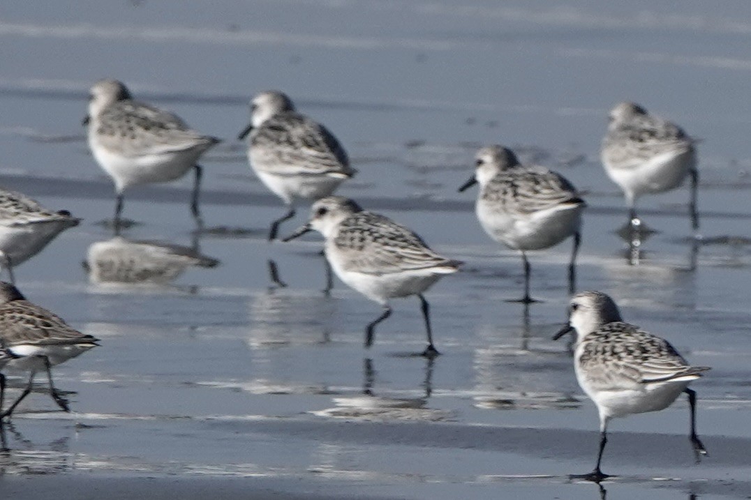 Sanderling - ML642344625