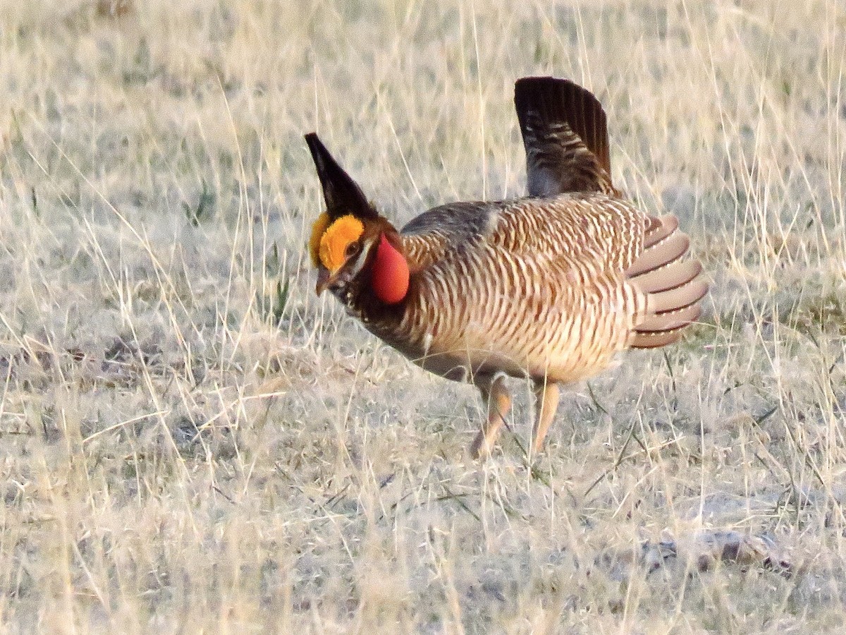 Lesser Prairie-Chicken - ML642344634