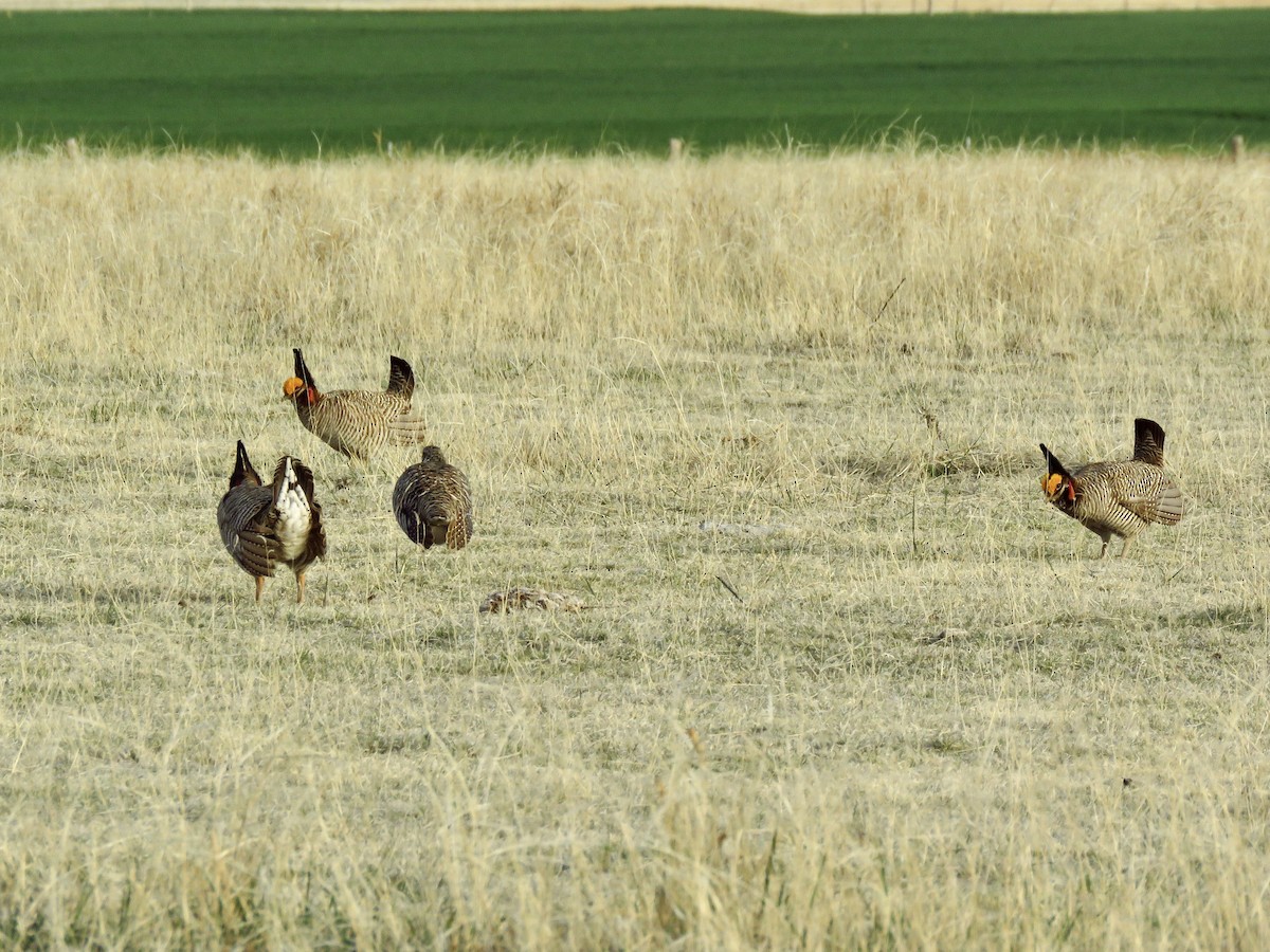 Lesser Prairie-Chicken - ML642344635