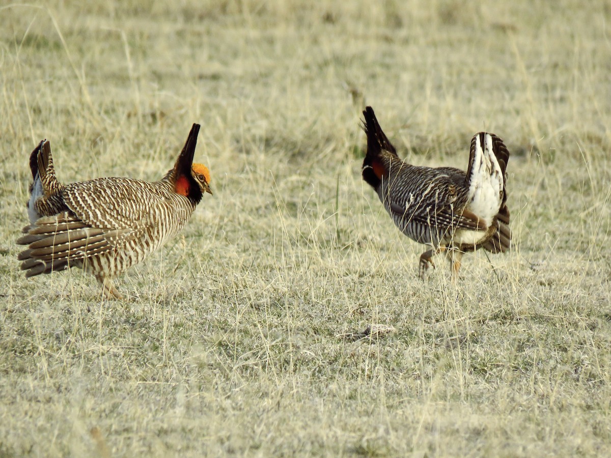 Lesser Prairie-Chicken - ML642344636