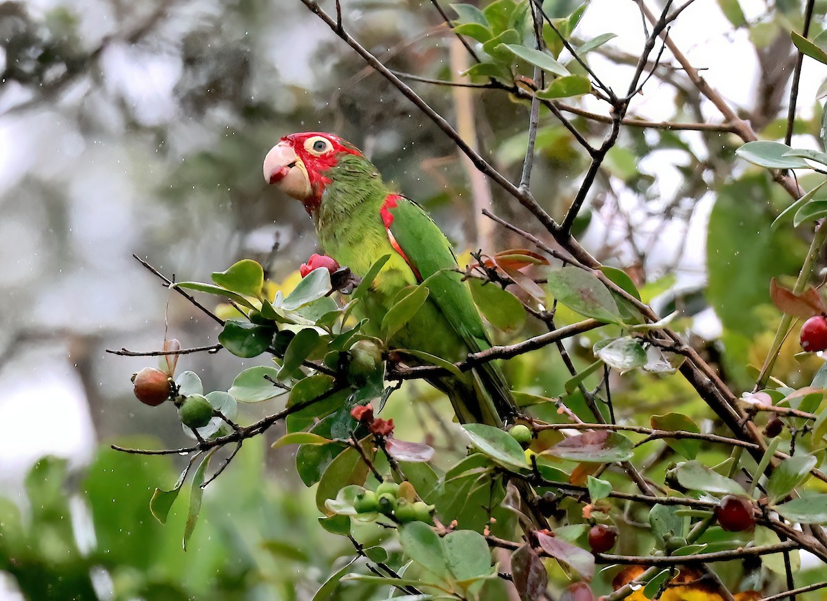 Red-masked Parakeet - ML642344640