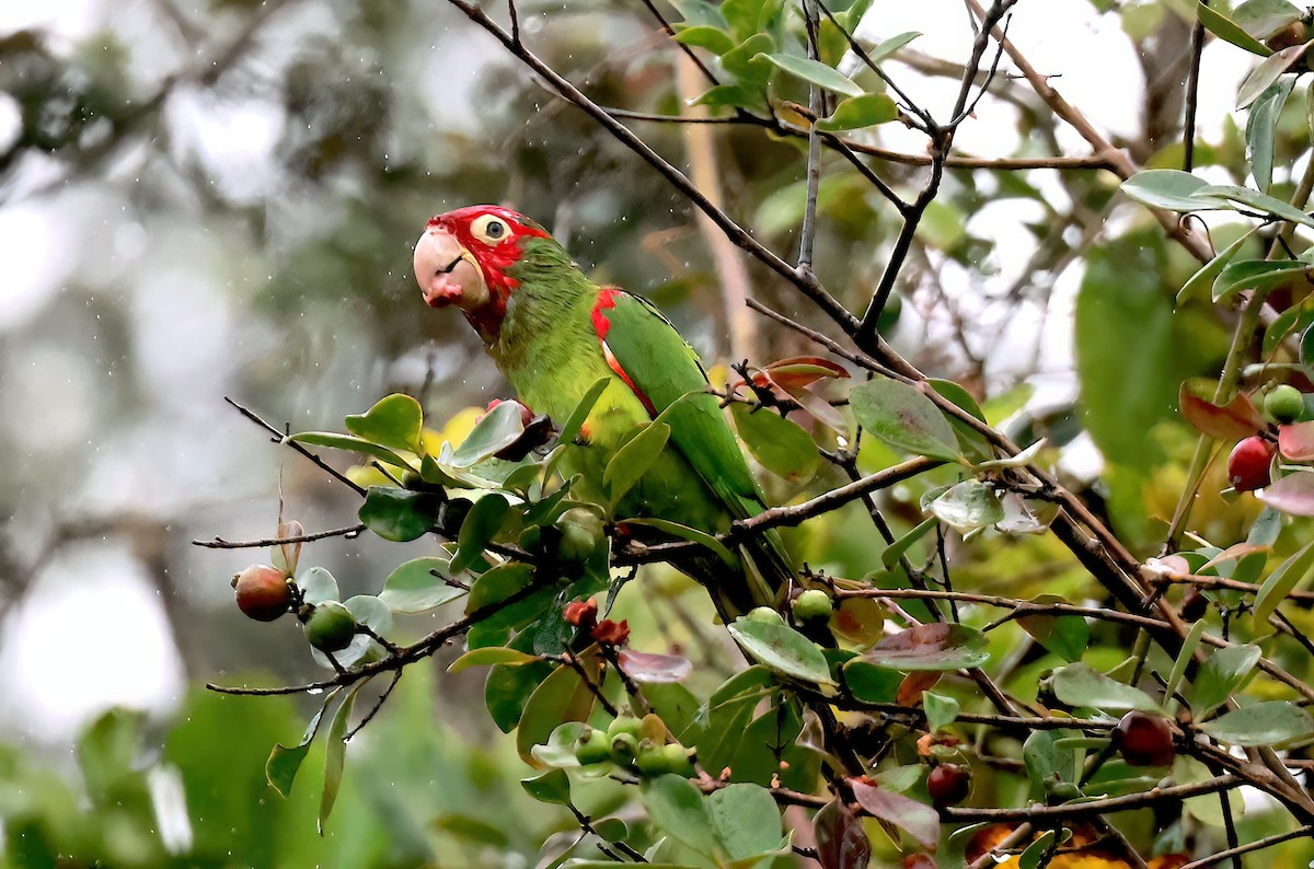 Red-masked Parakeet - ML642344653