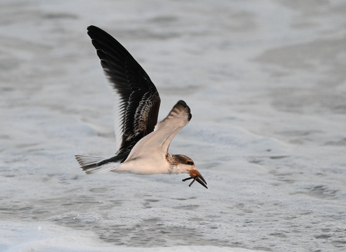 Black Skimmer - ML642344654