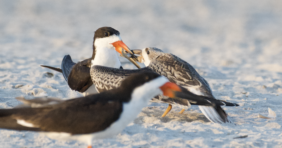 Black Skimmer - ML642344655