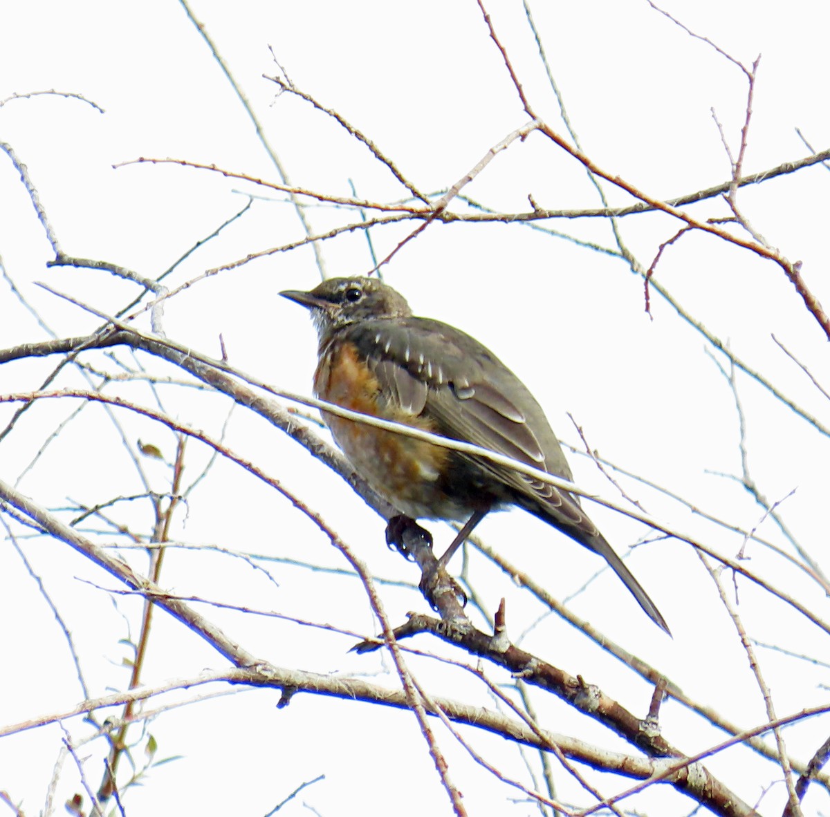 American Robin - ML642344657