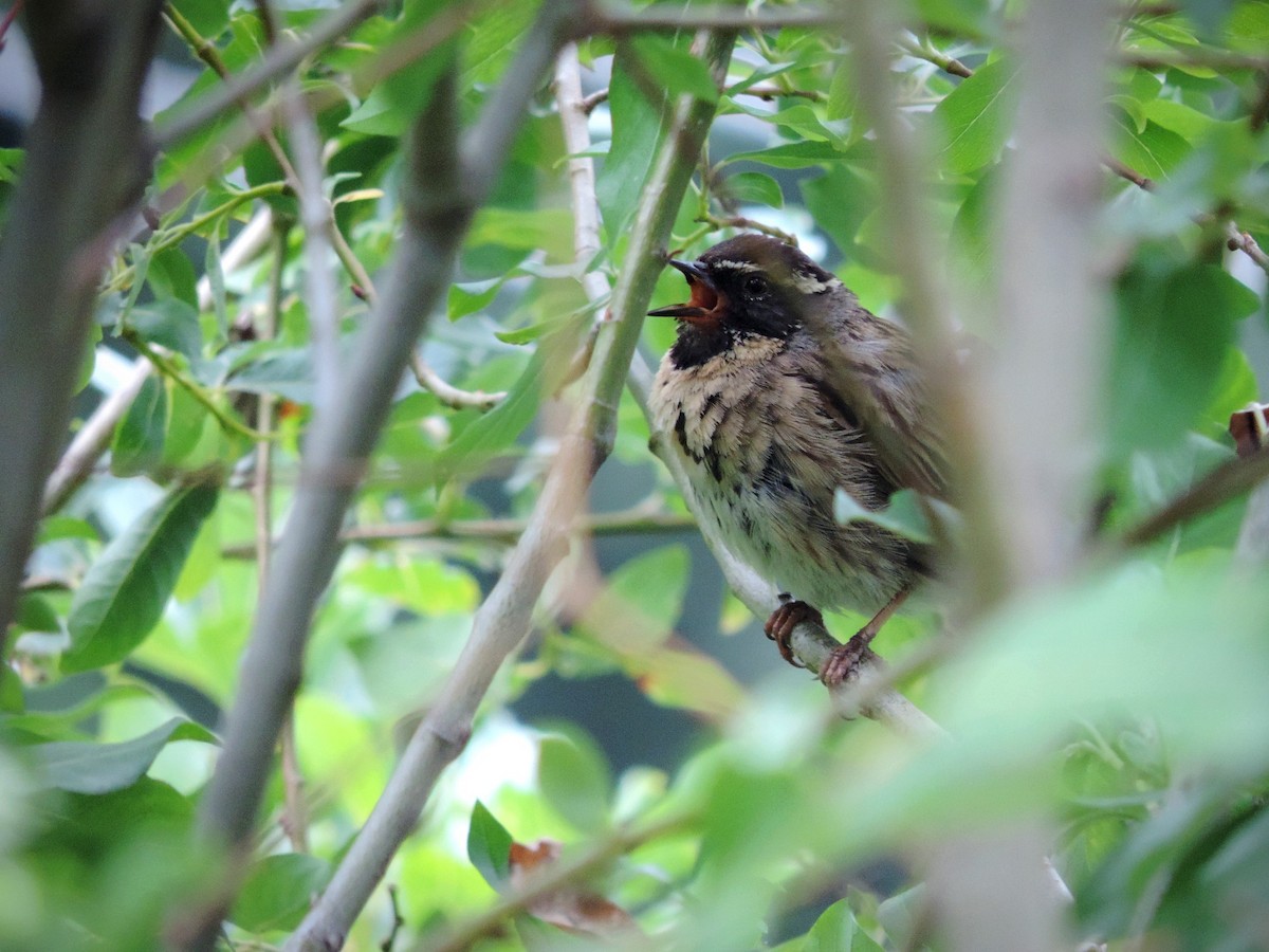 Black-throated Accentor - ML642344662