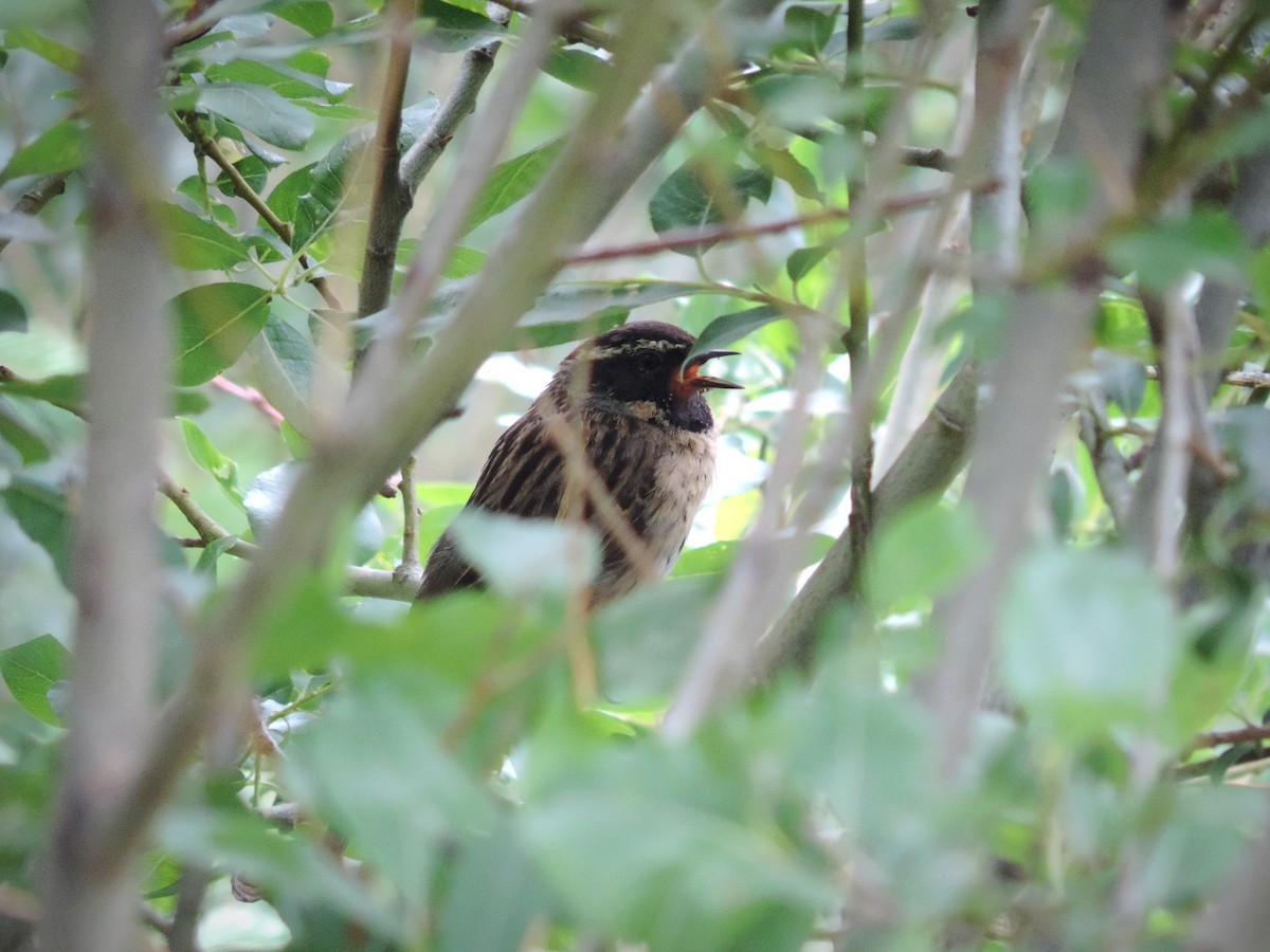 Black-throated Accentor - ML642344664