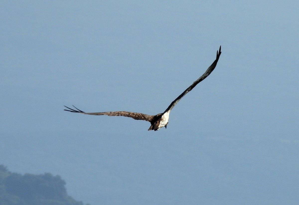 Osprey - ML642344668