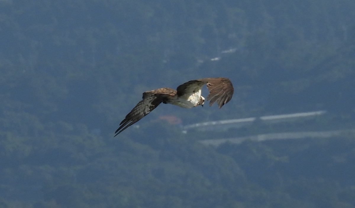 Osprey - ML642344669