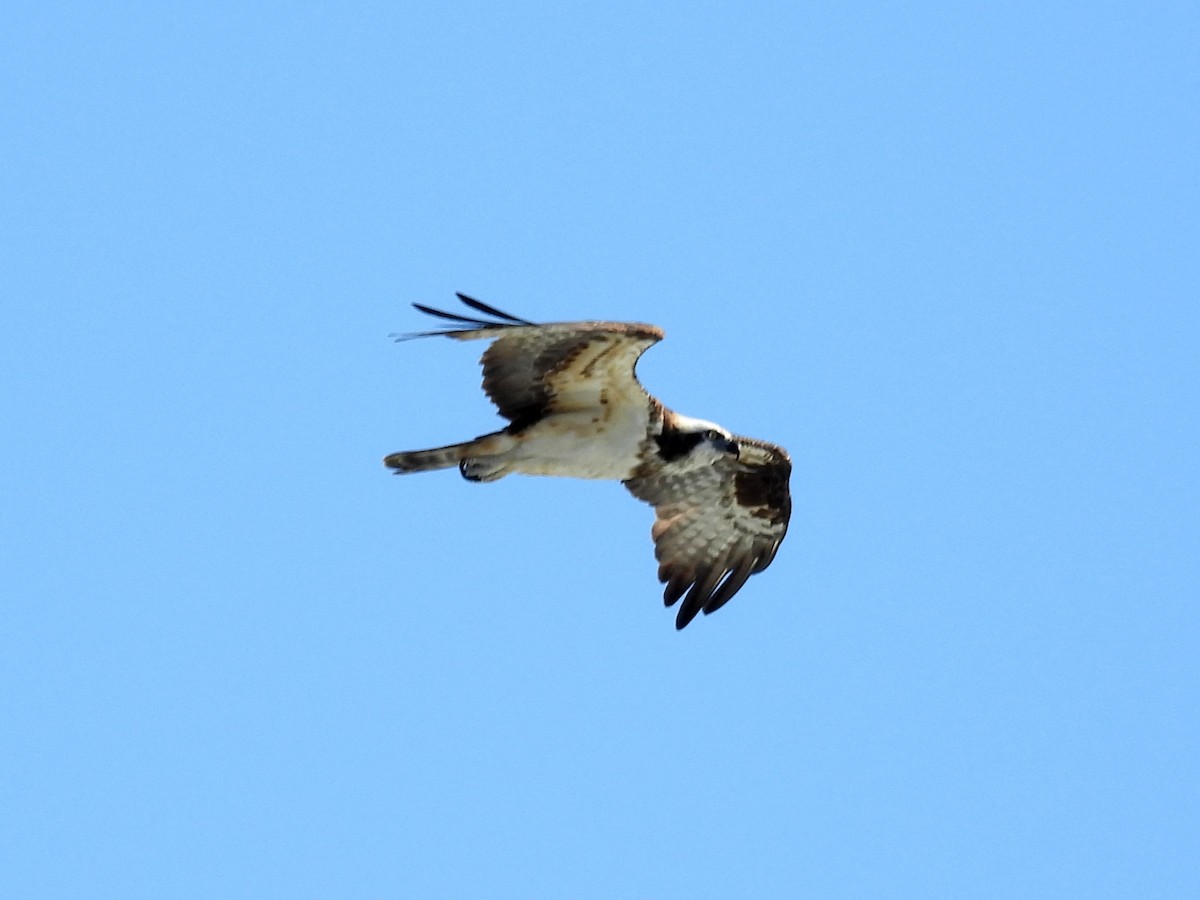 Osprey - ML642344670