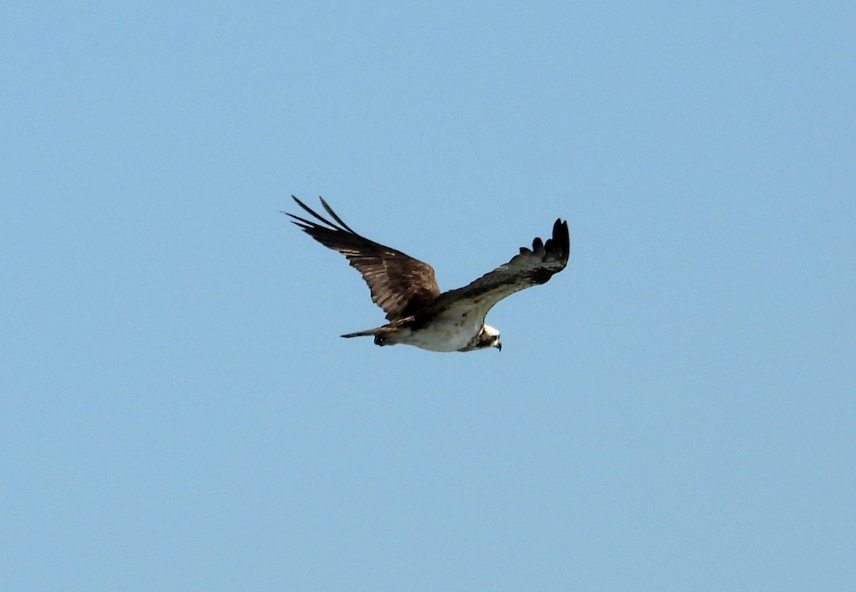 Osprey - ML642344671