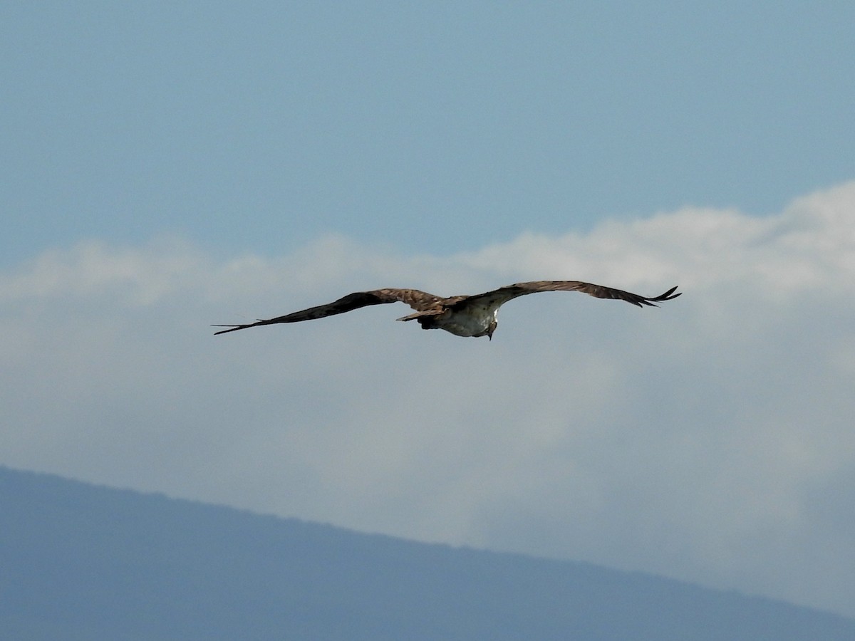 Osprey - ML642344673