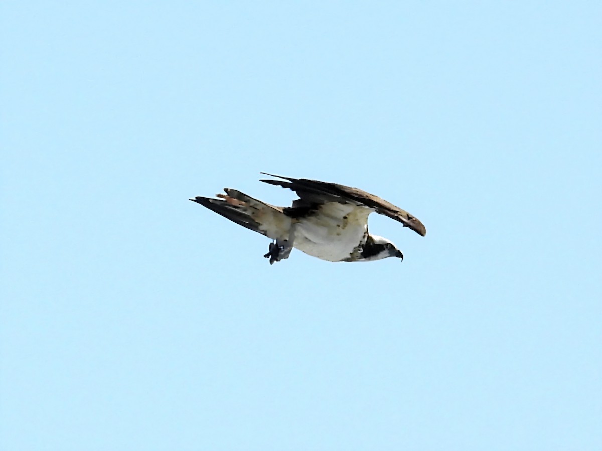 Osprey - ML642344674