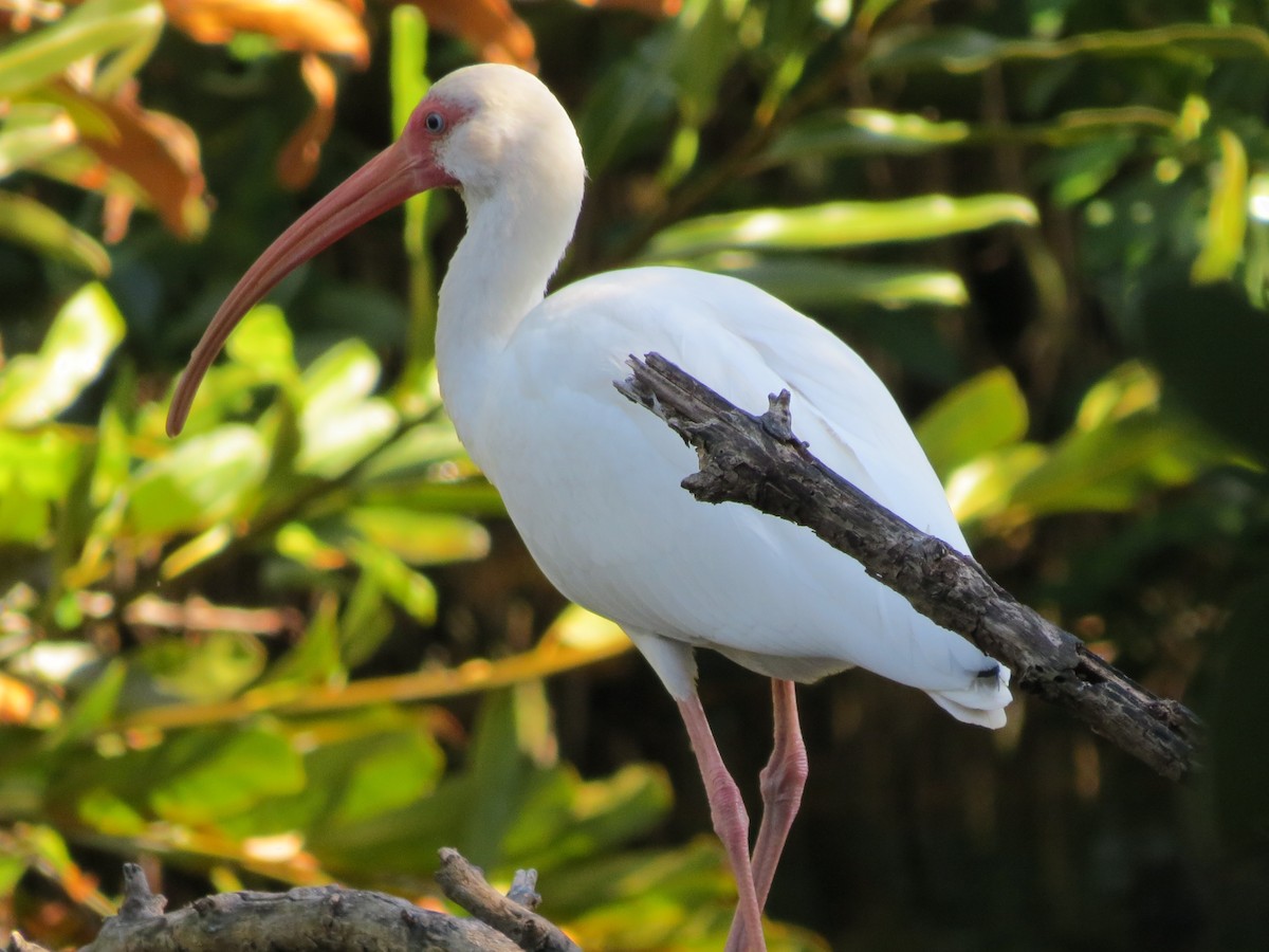 Ibis zuria - ML642344687