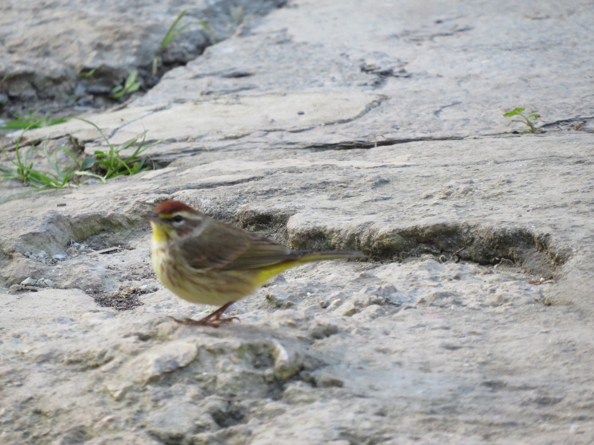 Palm Warbler - ML642344693