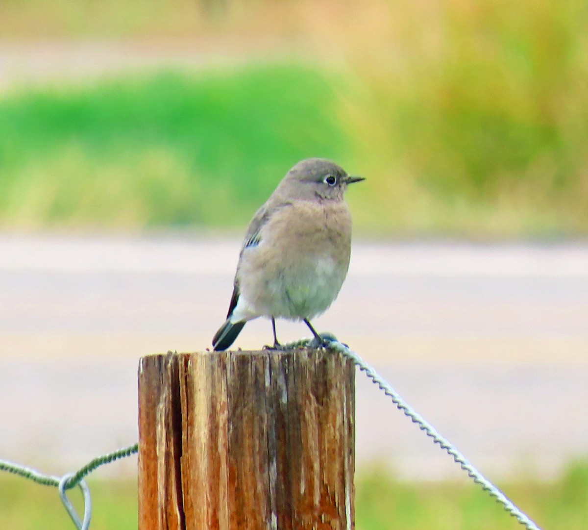 Mountain Bluebird - ML642344694