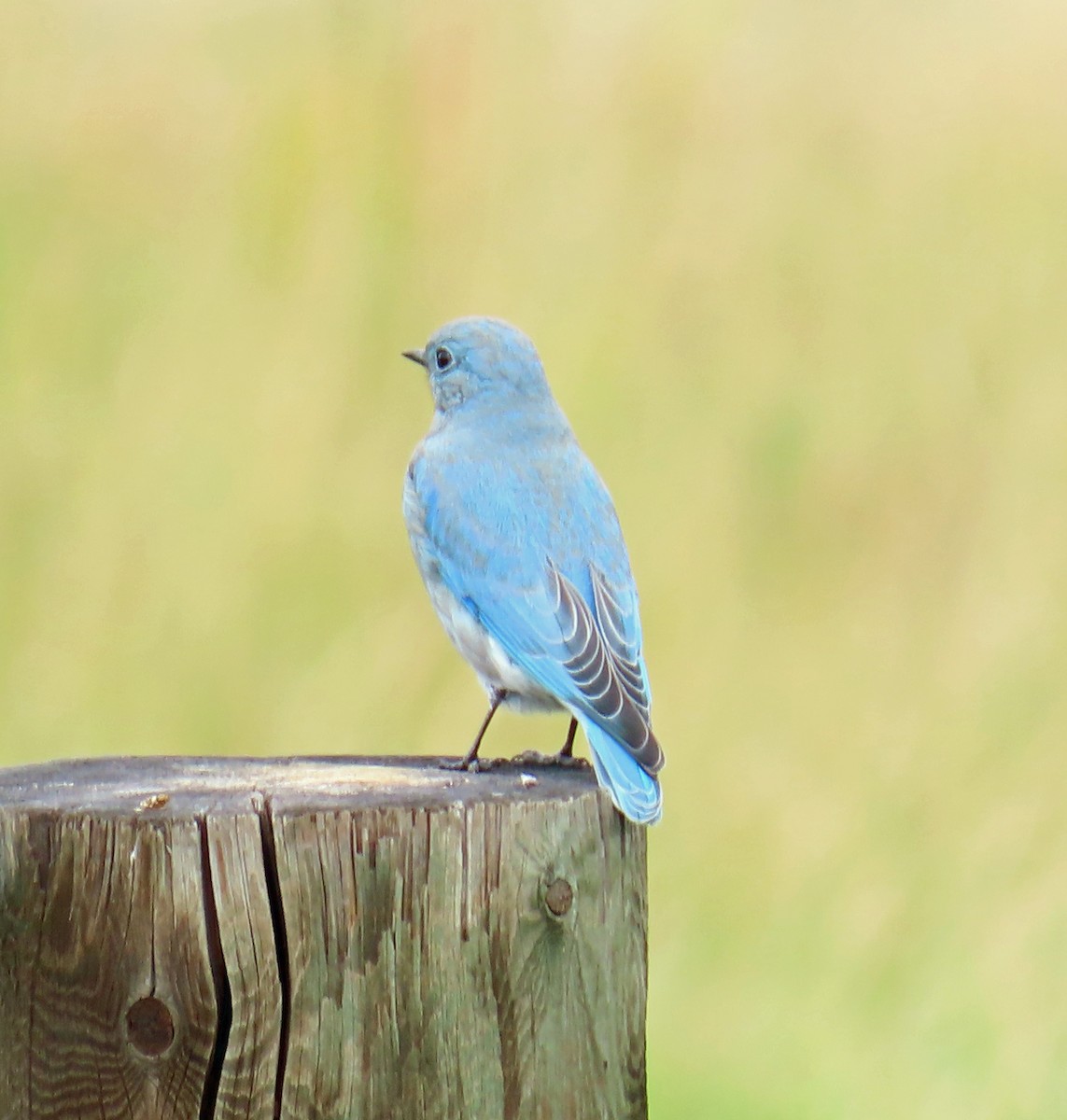 Mountain Bluebird - ML642344695