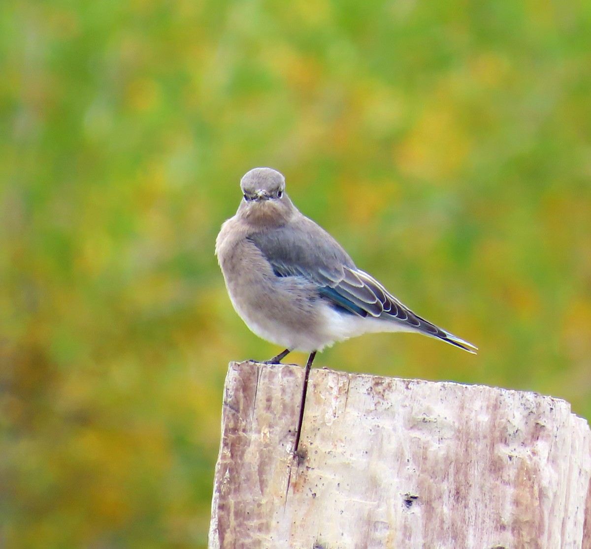 Mountain Bluebird - ML642344696